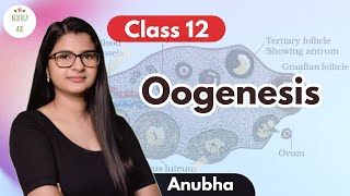 Class 12 Oogenesis under 4 mins [upl. by Chappell]