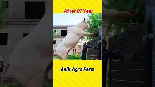 Cow Action  Before amp After 01 year difference  cowfarming cow cowfarm ytshorts viralshorts [upl. by Oicaro]