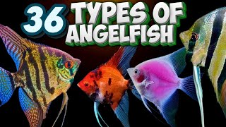 36 Different Types of Angelfish You Should Know About Pterophyllum [upl. by Omari]