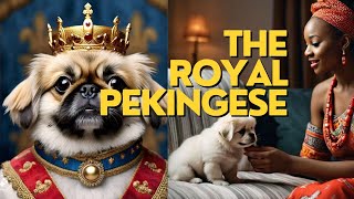 The Royal Pekingese The Adorable and Intelligent Lion Dog [upl. by Philcox]