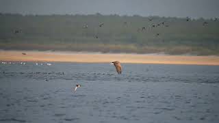 Bielik zwyczajny  Whitetailed eagle  Haliaeetus albicilla [upl. by Dachia170]