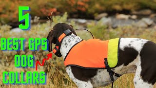 Best GPS Dog Collar For Hunting 2020 5 Popular Models Compared [upl. by Bunnie]