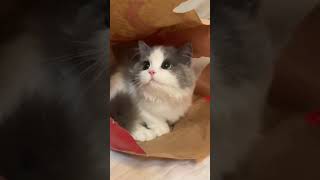 Lilly Lilly ❗❗❗ Yes Pappaaaaa😂😂😂 pets funny cute catcomedy shorts [upl. by Winstonn750]