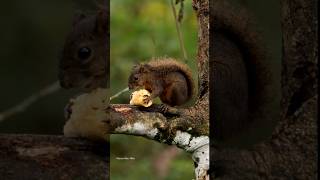 Redtailed Squirrel in Costa Rica squirrel costarica wildlife animals costaricawildlife cute [upl. by Eninnaej]