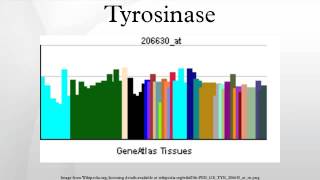 Tyrosinase [upl. by Okihsoy302]