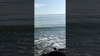 Ocean Waves  nature sounds for dogs  relaxing waves Sounds for sleep [upl. by Enelam238]