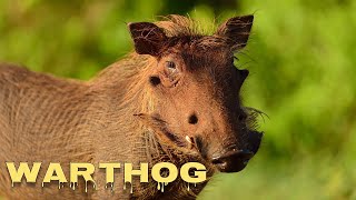 Warthog sounds [upl. by Annawak220]