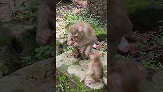 Monkey playing with frog [upl. by Annol]