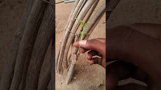 Grafting Jasminum grandiflorum with curry treegraftingjasminumcurrytreeshortsshortviral [upl. by Livesay136]