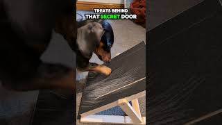 The BEST Way to Trim Dog Nails 🐾 Rolo’s Genius Nail Filing Hack Dachshund Dog Nail Trick [upl. by Alig974]