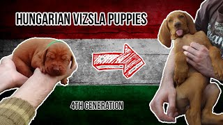 Hungarian Vizsla Puppies 1 Weeks 18 [upl. by Ahsiugal]