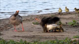 Grauwe Gans  Greylag Goose [upl. by Prospero]