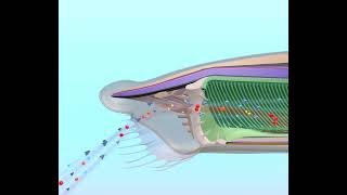 Amphioxus coupe sagitale [upl. by Lemrahc]