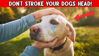 Stop Petting Your Dogs Head Until You Watch This Video – Shocking Facts Uncovered [upl. by Birdt]