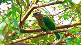 Lineated barbet Psilopogon lineatus  Asian barbet [upl. by Amalie]