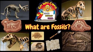 Fossils How They Are Made and Found Beneath the Earth [upl. by Joyan]