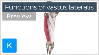 Functions of the vastus lateralis muscle preview  Human 3D Anatomy  Kenhub [upl. by Nosneb]