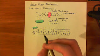 Zinc Finger Nucleases [upl. by Hamehseer426]