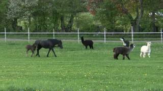 Baby Horse Chases Alpacas [upl. by Dick305]