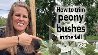 How and When to Trim Peony Bushes in the Fall [upl. by Kesley]