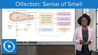 Olfaction Sense of Smell – Physiology  Lecturio Nursing [upl. by Sissie]