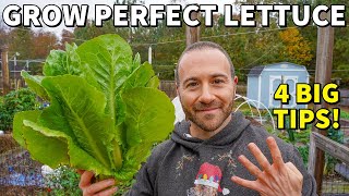 Never Fail GROWING LETTUCE Again 4 Rules For BIG SUCCESS [upl. by Apfelstadt]