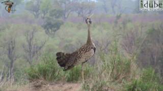 BlackBellied Bustard Korhaan Calling [upl. by Devondra176]