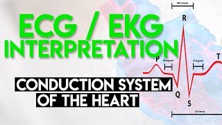 Electrical Conduction System of the Heart  ECG EKG Interpretation Part 1 [upl. by Oiratno]