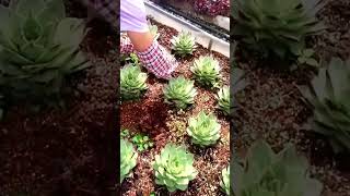 sempervivum tectorum harvest shorts [upl. by Alletse301]