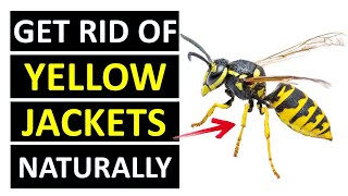 How to Get Rid of Yellow Jackets Wasps Naturally FAST amp CHEAP [upl. by Quitt936]