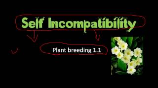 Self incompatibility in plants and significance in plant breeding [upl. by Mahgirb]