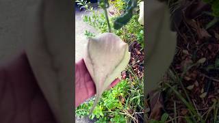 STAPELIA GiGANTEA plant flower jardin gardenplants garden youtubeshorts nature casayjardin [upl. by Harrietta]