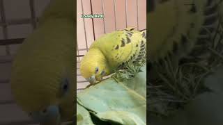 Eating leafy veg🌿 birds lovebirds parakeet parrot funny shortsyoutubeshorts shortsfeedfy [upl. by Aita]