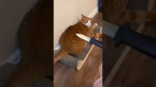 funny catcatcatscatlover catshorts funnycatsyoutubeshorts funnyvideo music [upl. by Peters]