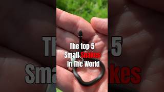 The top 5 small Snake in the World [upl. by Mutat765]