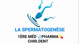 EMBRYOLOGIE👶🤰 SPERMATOGENÈSE 1ÈRE MÉD🩺PHARMA💊CHIRDENT🦷 [upl. by Mukul]