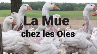 Comment reconnaître la Mue chez les Oies et que faire pendant la perte des plumes [upl. by Nedrob]