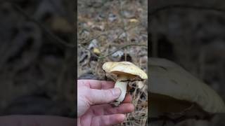 Маслюк звичайний Suillus luteus mushroom ліс nature природа fungi wildlife [upl. by Daron206]