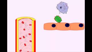 USMLE Animated Immunology  Infection amp Acute Inflammation  Monocytes amp Macrophages [upl. by Nelhsa899]