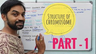 Structure of Chromosome  Part 1  Cell  The unit of life [upl. by Orvie]