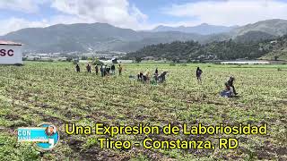 Una Expresión de Laboriosidad en Tireo  Constanza RD [upl. by Cami975]