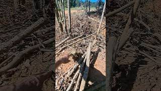 Coppicing and pollarding for pig pasture [upl. by Verdie]