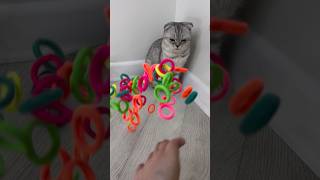 Mila cat ears are floating 🌈🤪 reverse video cat episodes 573 shorts reversevideo cat [upl. by Lannie]