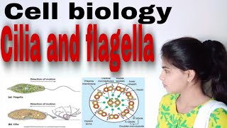 Cilia and flagella  cell biology Bsc I Paper III unit II [upl. by Tanney]