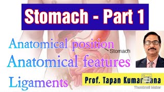 Stomach l Anatomical position l Anatomical features l Ligaments l Capacity [upl. by Sapers]