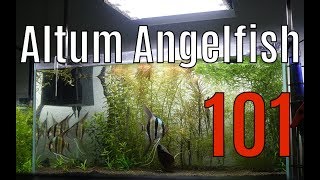 🔥 How to Keep Altum Angelfish 101 The Basics 4K [upl. by Danell]