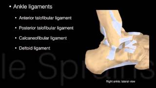 Ankle and Foot Structure and actions [upl. by Cloe332]