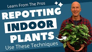 Best Way to Repot Indoor Plants  How to Repot Plants Correctly [upl. by Aicatsana]