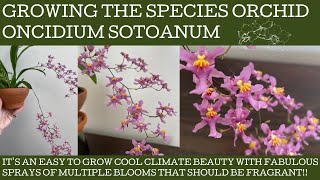 How to grow the species orchid Oncidium sotoatum mother of all Twinkle Oncidiums [upl. by Yentrac]