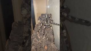 Highly Venomous Tarantula Hunting a Cricket P Regalis tarantula exotic spider [upl. by Roche885]